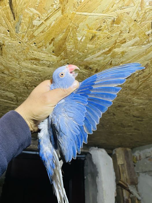 Papagali Micul Alexander Paun 2 ani