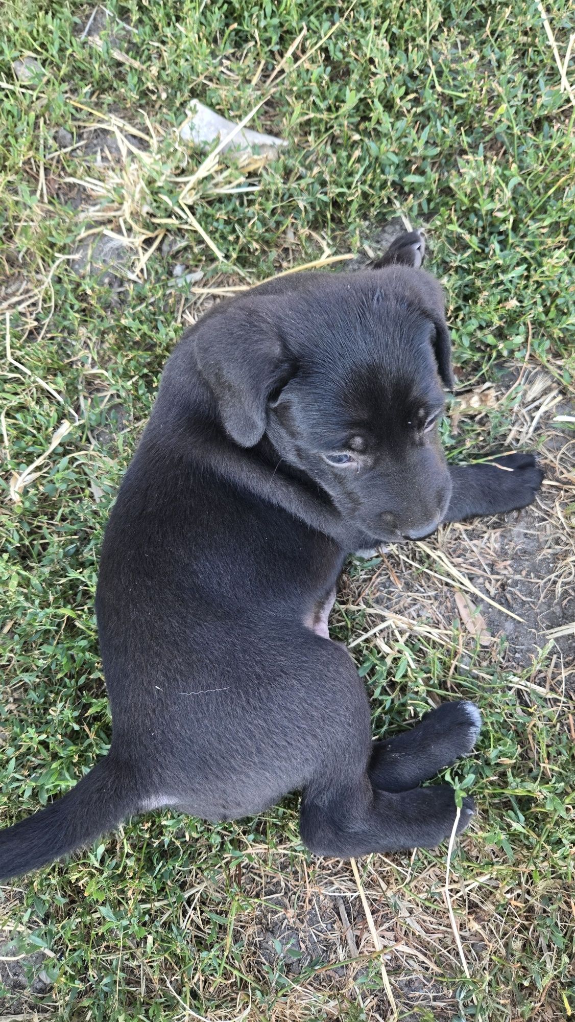 Donez 2 căței adorabili, metiși, de talie mică-medie (1 lună)
