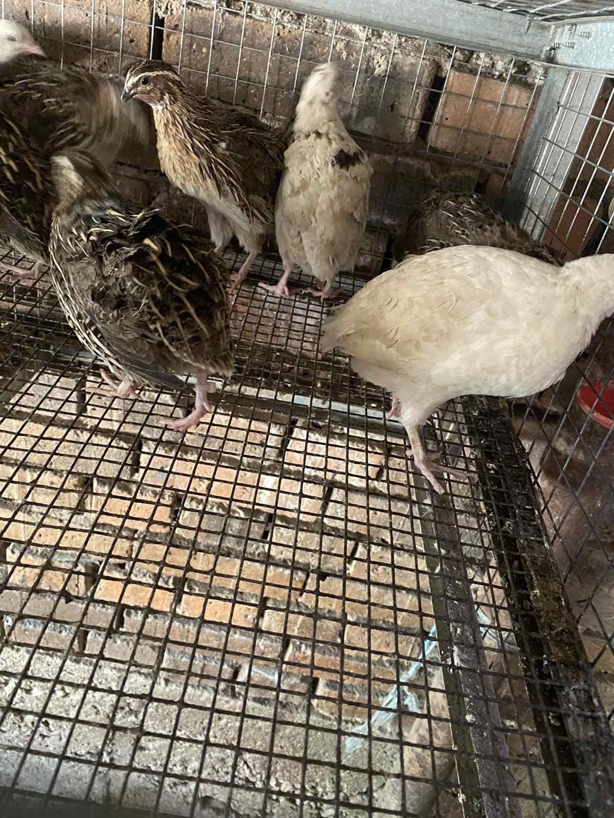 Продавам пъдпъдъци