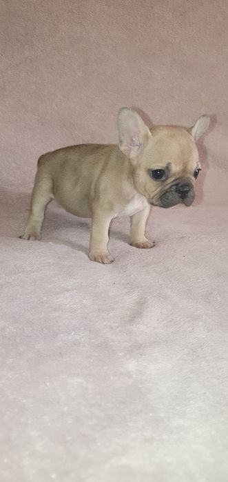 Френски булдог,френски булдочета