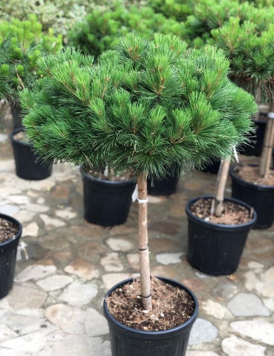 Planta ornamentale la cele mai bune preturi
