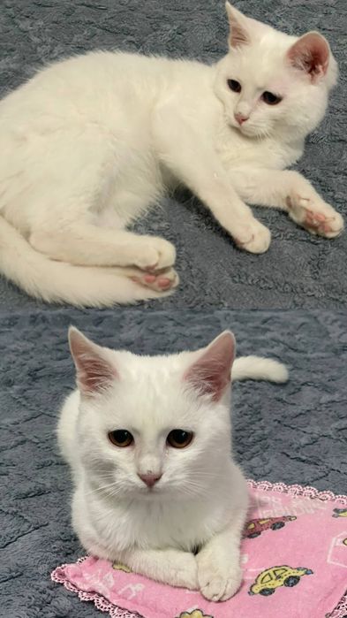 Турецкая Ангора, котёнок. 6 месяцев