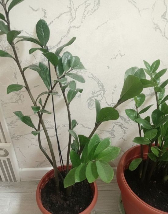 Продаю Замиокульс(долларовое дерево)