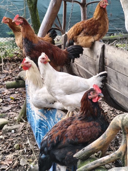 Cocosi crescuti la curte