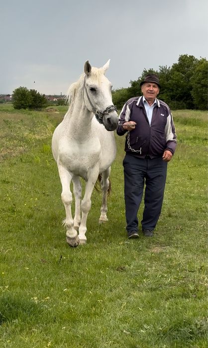Cal de Vanzare pret negociabil