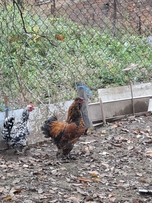 De vânzare cocoși pitici