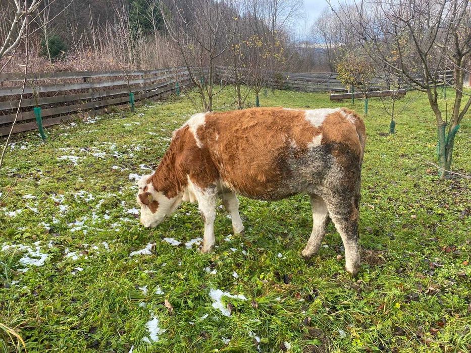 Vand vaca junica baltata romaneasca