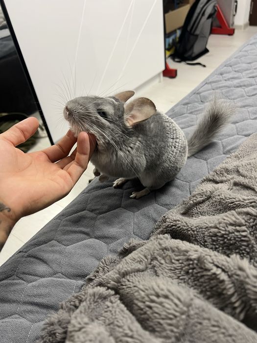 Vând, schimb Chinchilla
