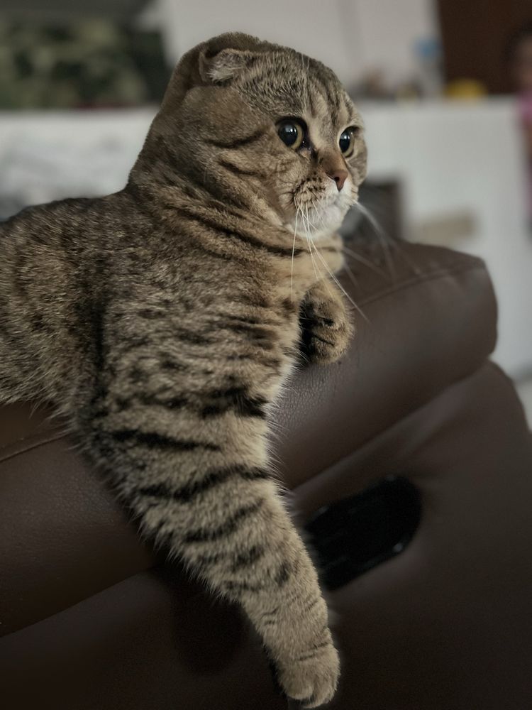Предлагам мъжки котарак