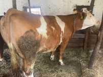 Vaca gestanta luna 8