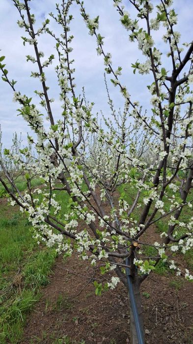 Vand 2 ha livada de pruni sistem intensiv