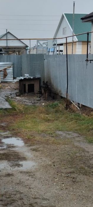 Немецкий собака породы