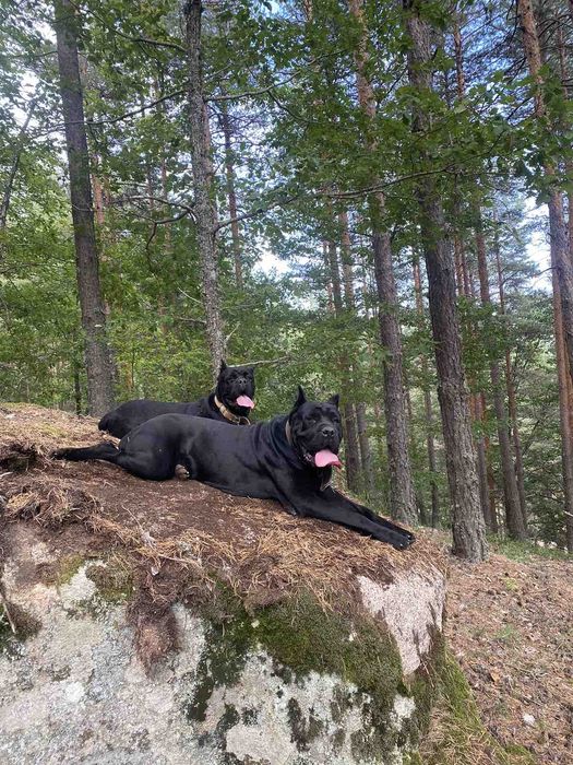 Кане корсо женска