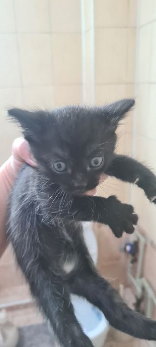 Котята в добрые и надежные руки