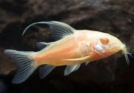 Corydoras paleatus albino