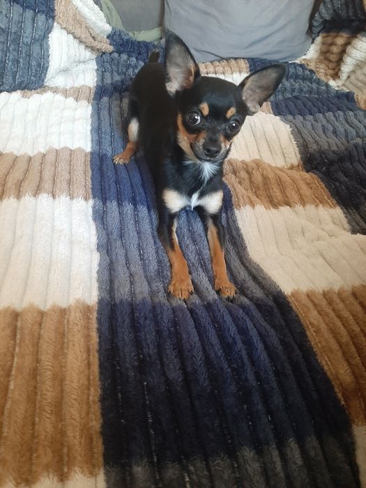 Вязка той тэйрьер