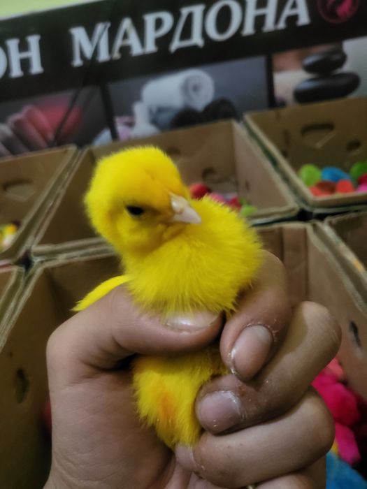 Har hill bor tel doimo yoniq.