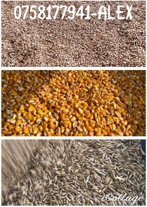 Vand porumb si grau recolta 2025