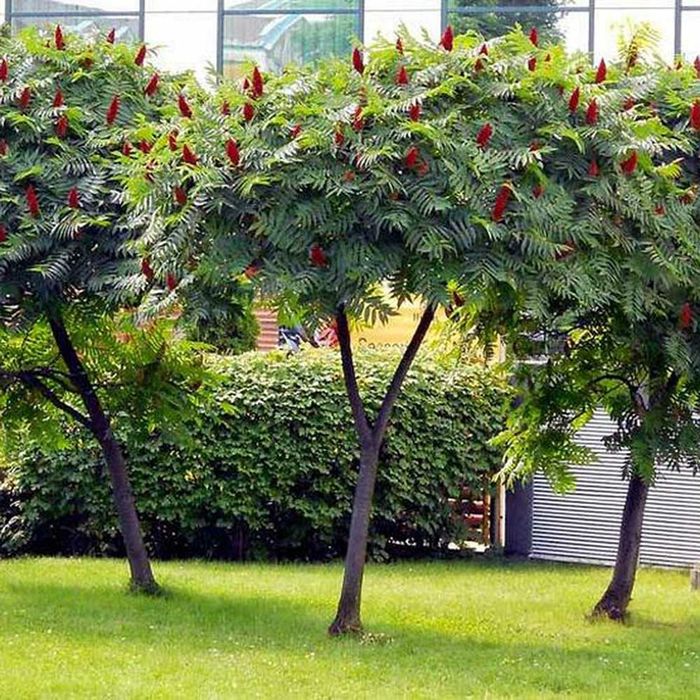 Pomi Ornamentali (Oțetar Roșu )