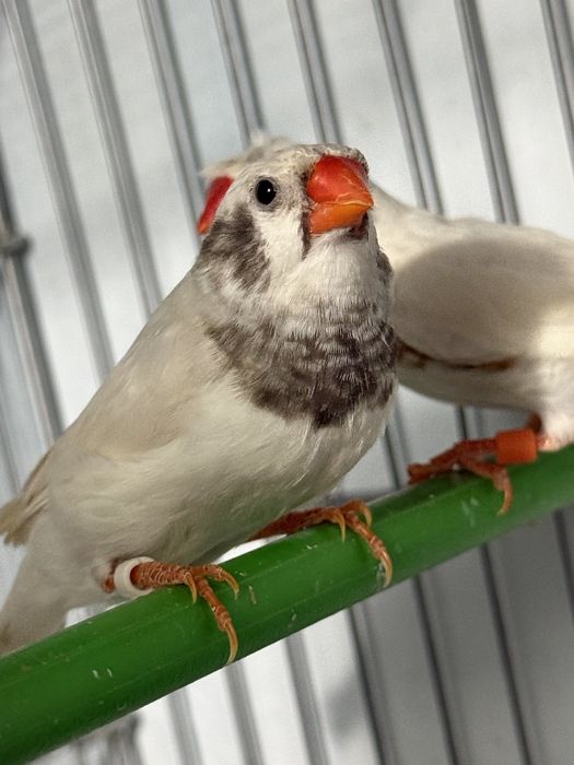 Амадинкала сотилади тайор кушла