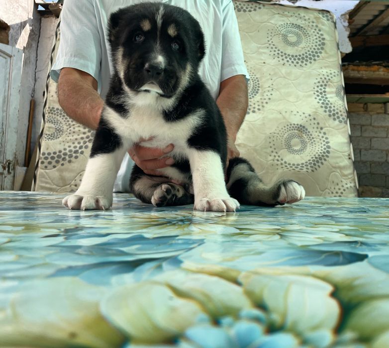 Щенок Алабая ( Супер Гигант ) Чистокровный