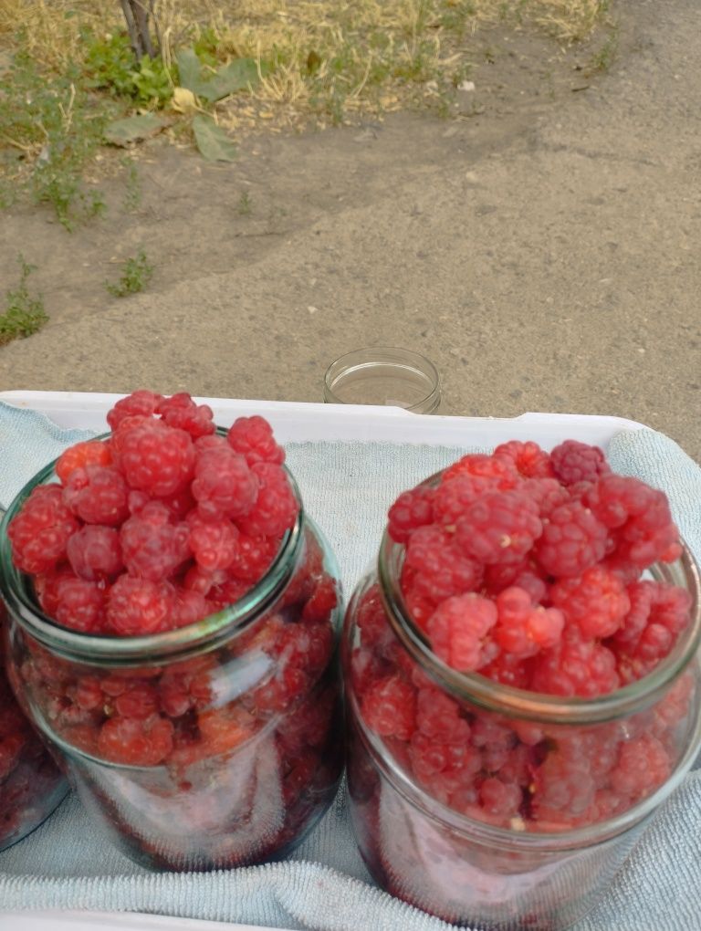 Продается свежесобранная малина