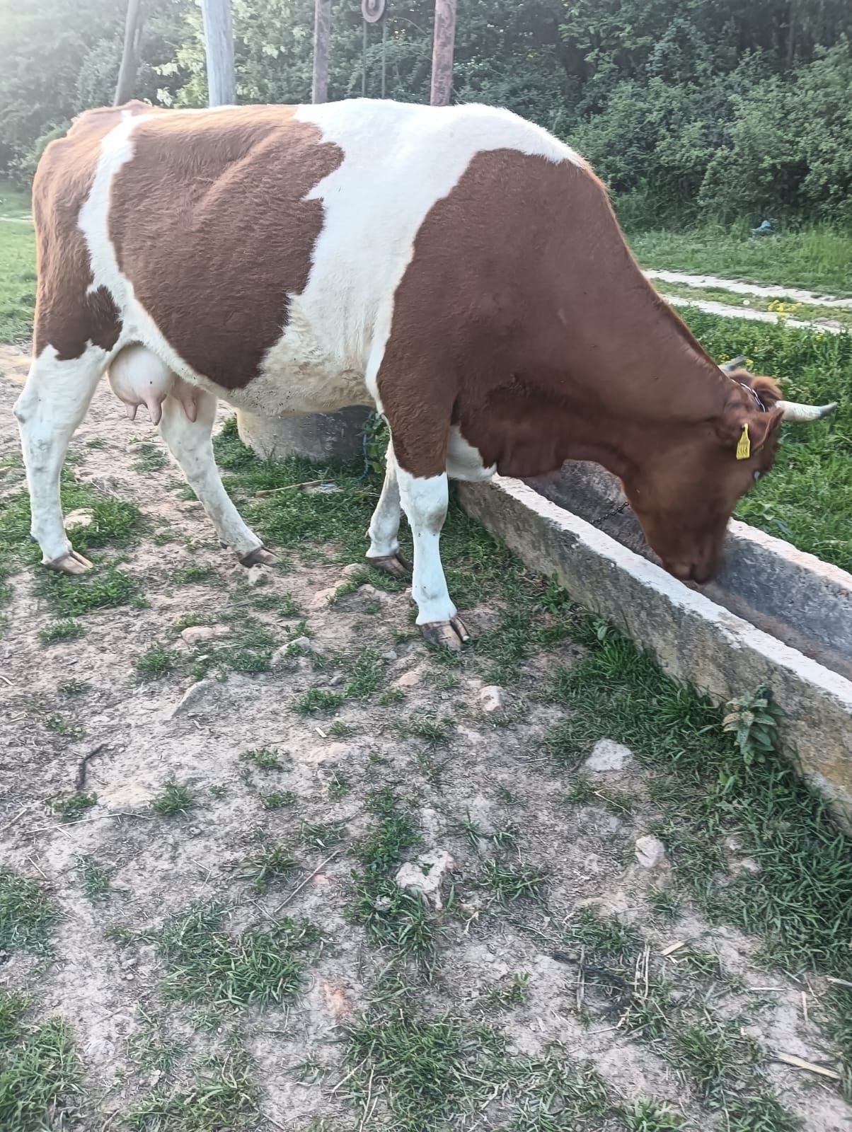 Vaca batată românească!