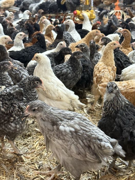 Puicute oua 16 saptamani colorate