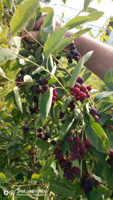 vand afin canadian saskatoon soiul smokey de 3 ani cu fructificare