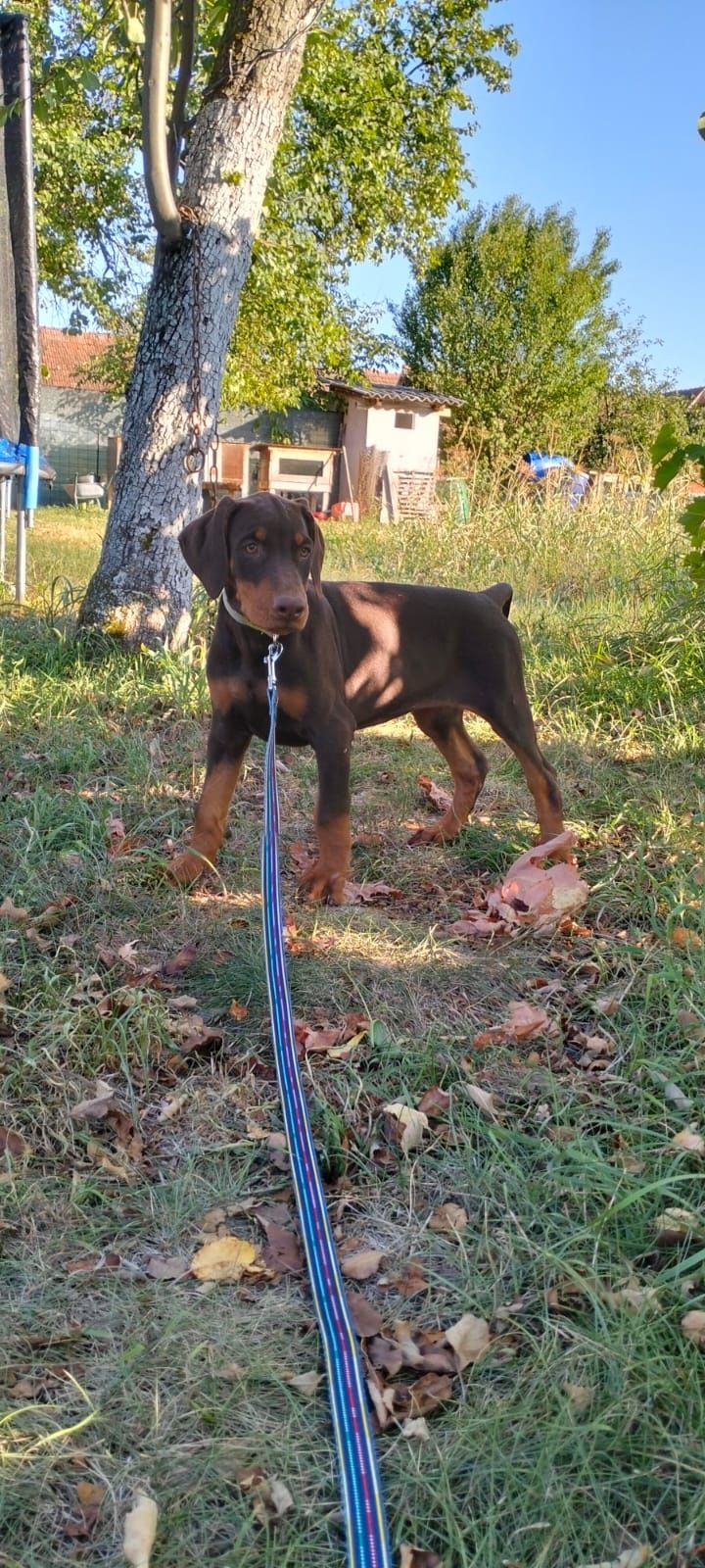 Vând femelă doberman maro cu pedigree