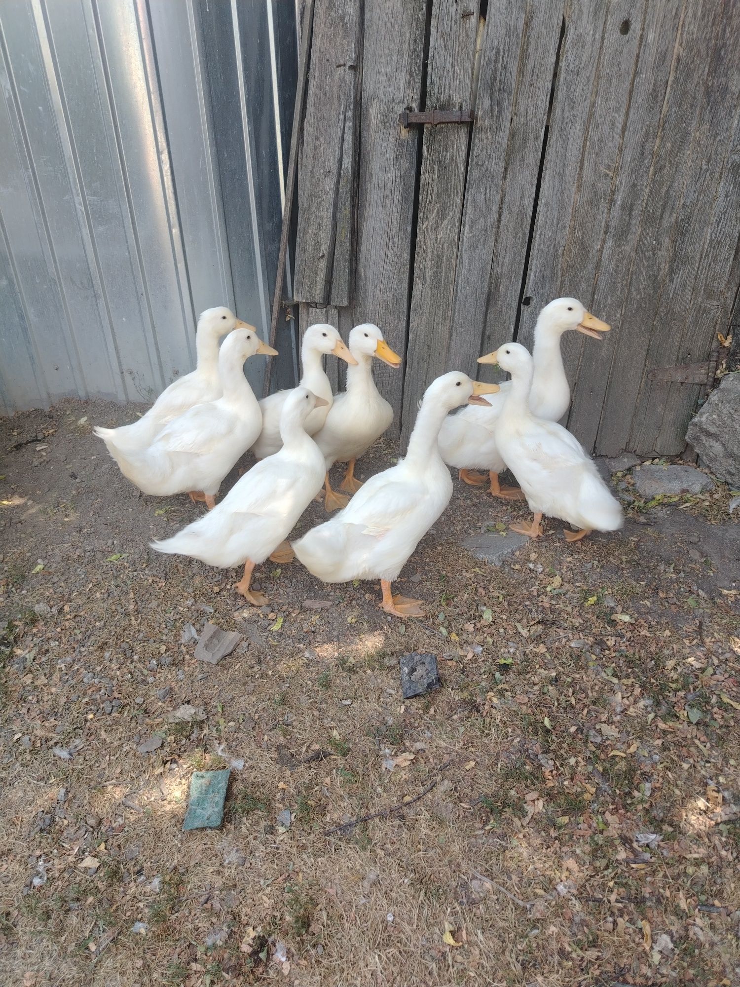 Vând boboci de rață Pekin