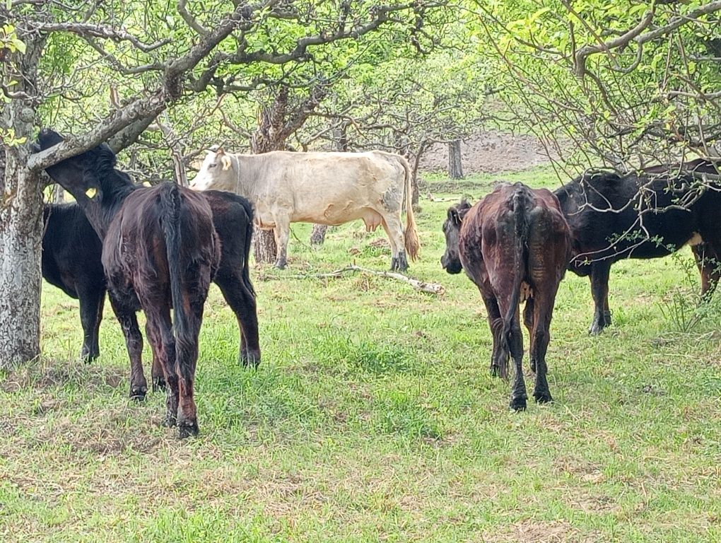 Vaci de vânzare de lapte și de carne