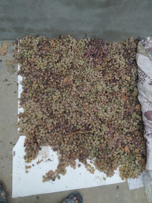 Ширин ва табиий куёшда пишган Таифий (Тойип) оқ узуми – асалдек мазали