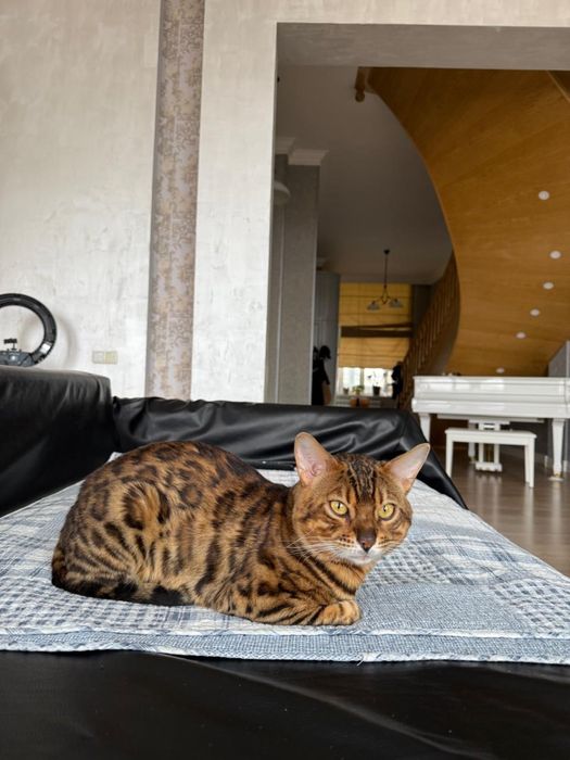 Кот Бенгальской породы