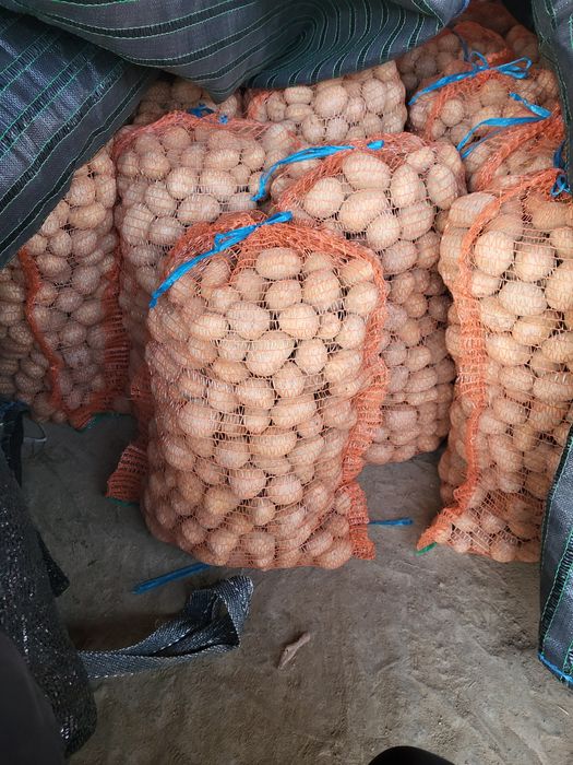 Cartofi sămânță Marabel, înmulțirea a 2a