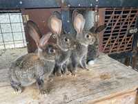 Vând iepuri Hycole (metis) pui(F/M) și mături (F)