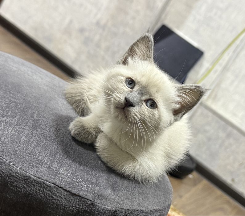 Siam mushukcha 1 qizaloq (сиамский котенок) Termiz
