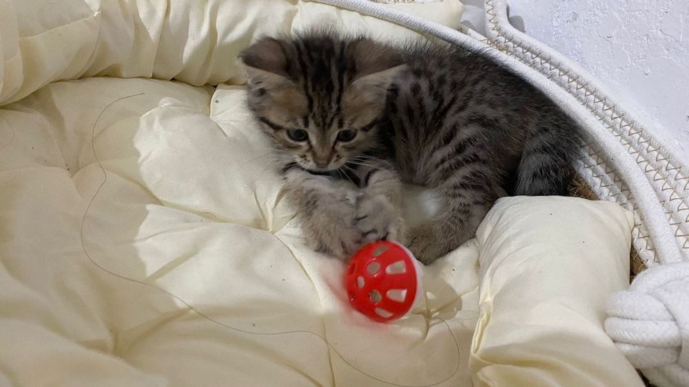 Котёнок британской