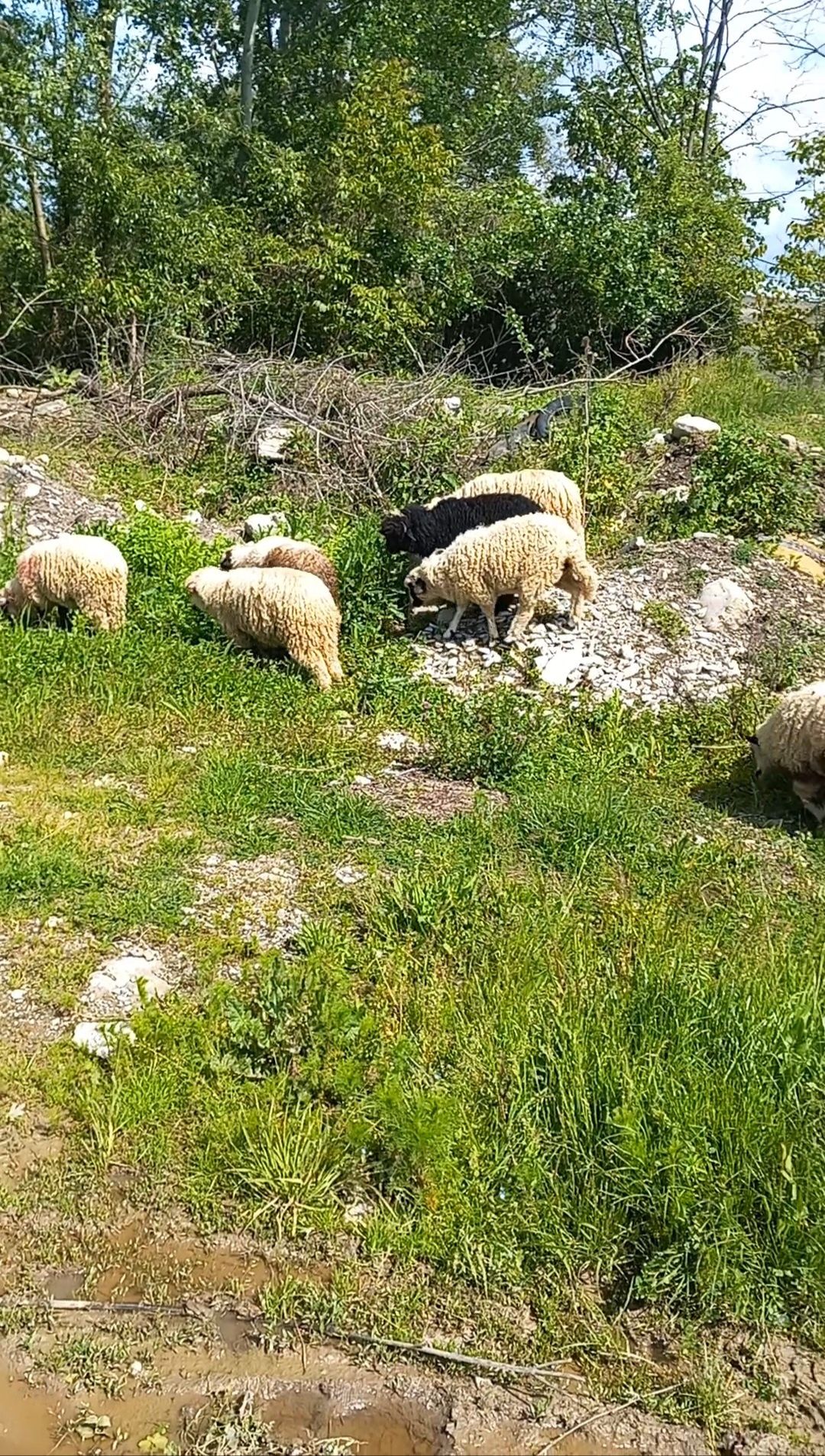 Vând Miei prăsilă, de tăiat etc