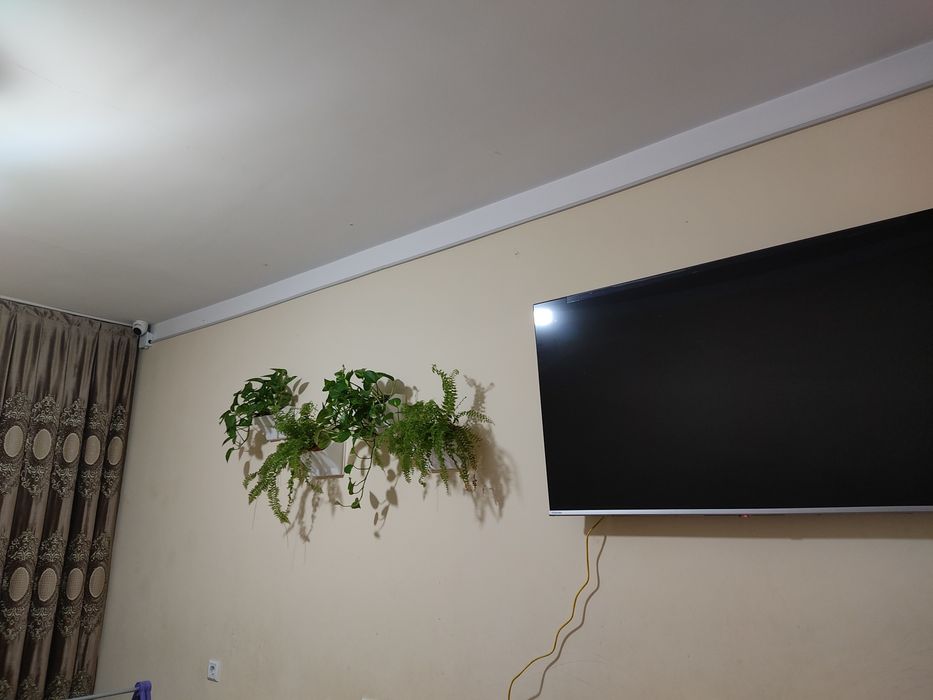 Эпипре́мнум золотистый очиститель воздуха