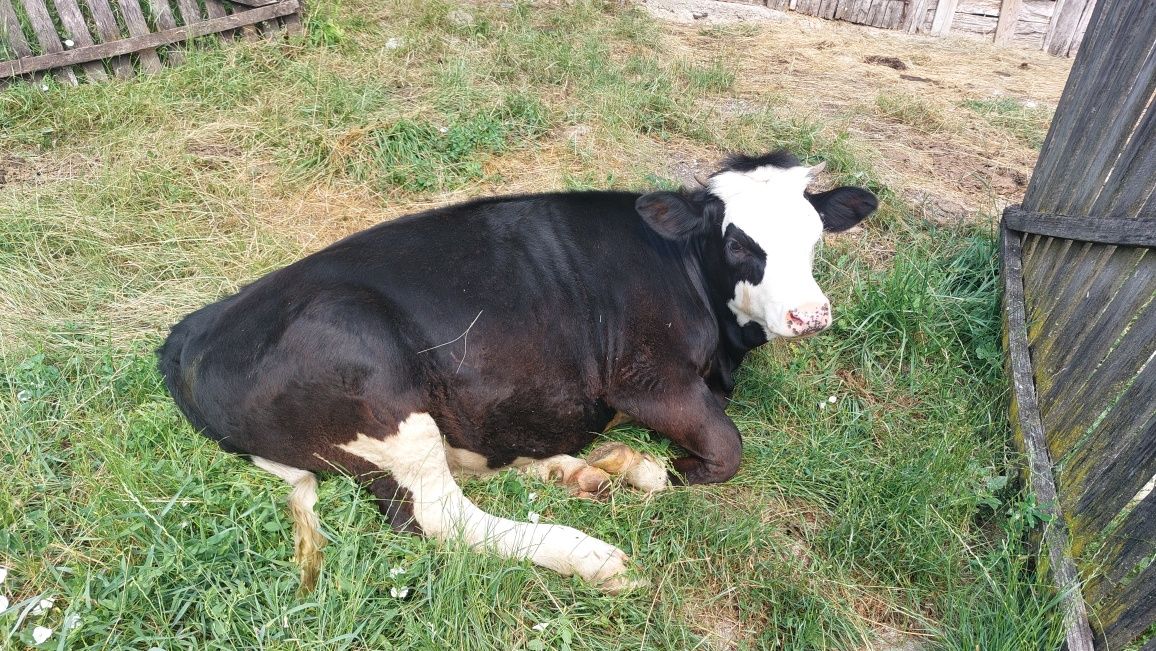 Vând junincă/vița în vârstă de 8 luni - Sănătoasă și Activa