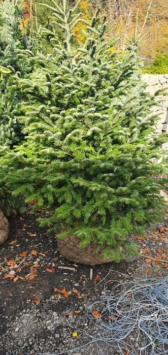 Brazi argintii/verzi la preț minim garantat, Plante ornamentale