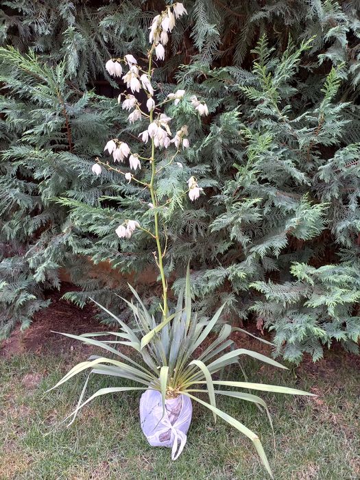 Yucca de grădină cu flori mari