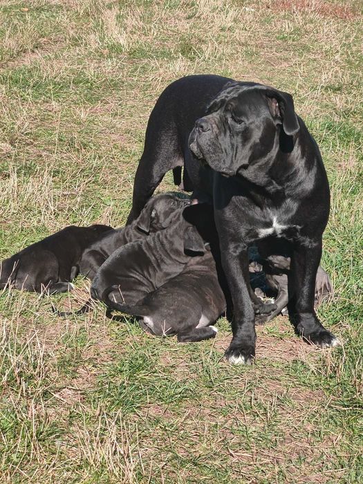 Donez catelusi Cane Corso