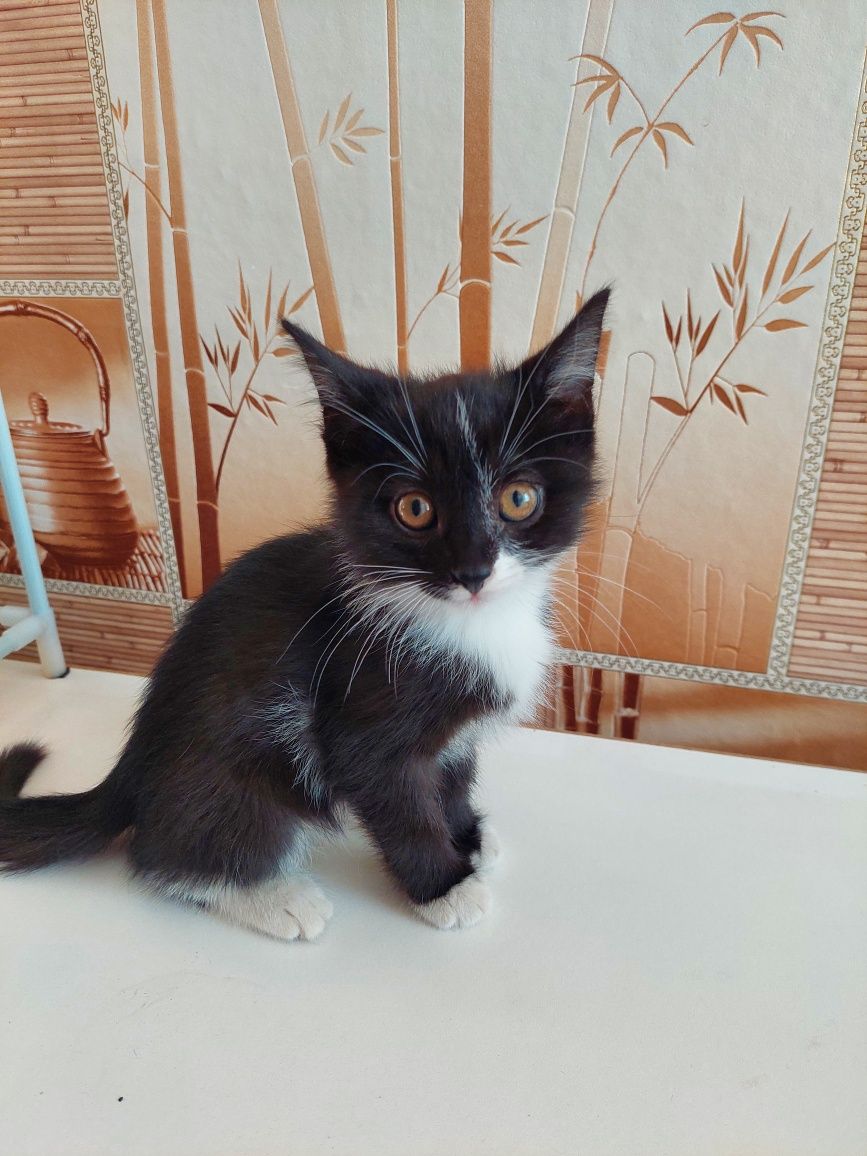Идеальный котенок в добрые руки