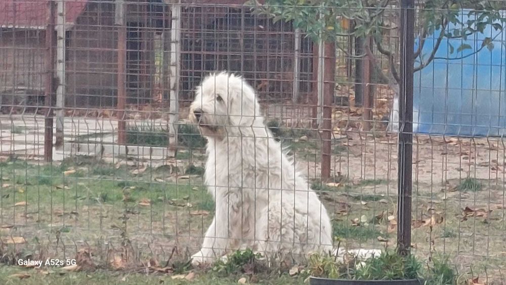 Ciobănesc mioritic 7 luni