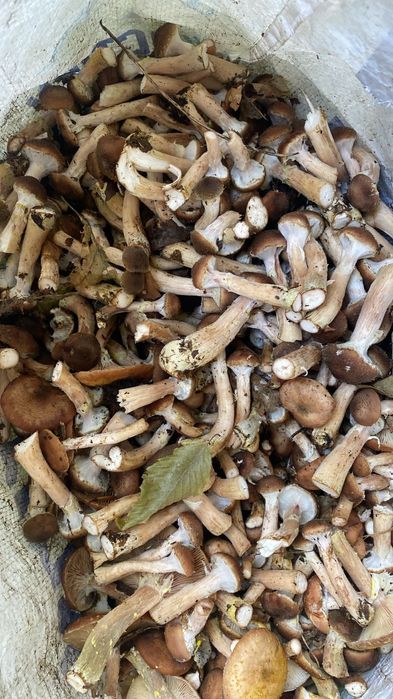 Vand ghebe 35 de lei kg