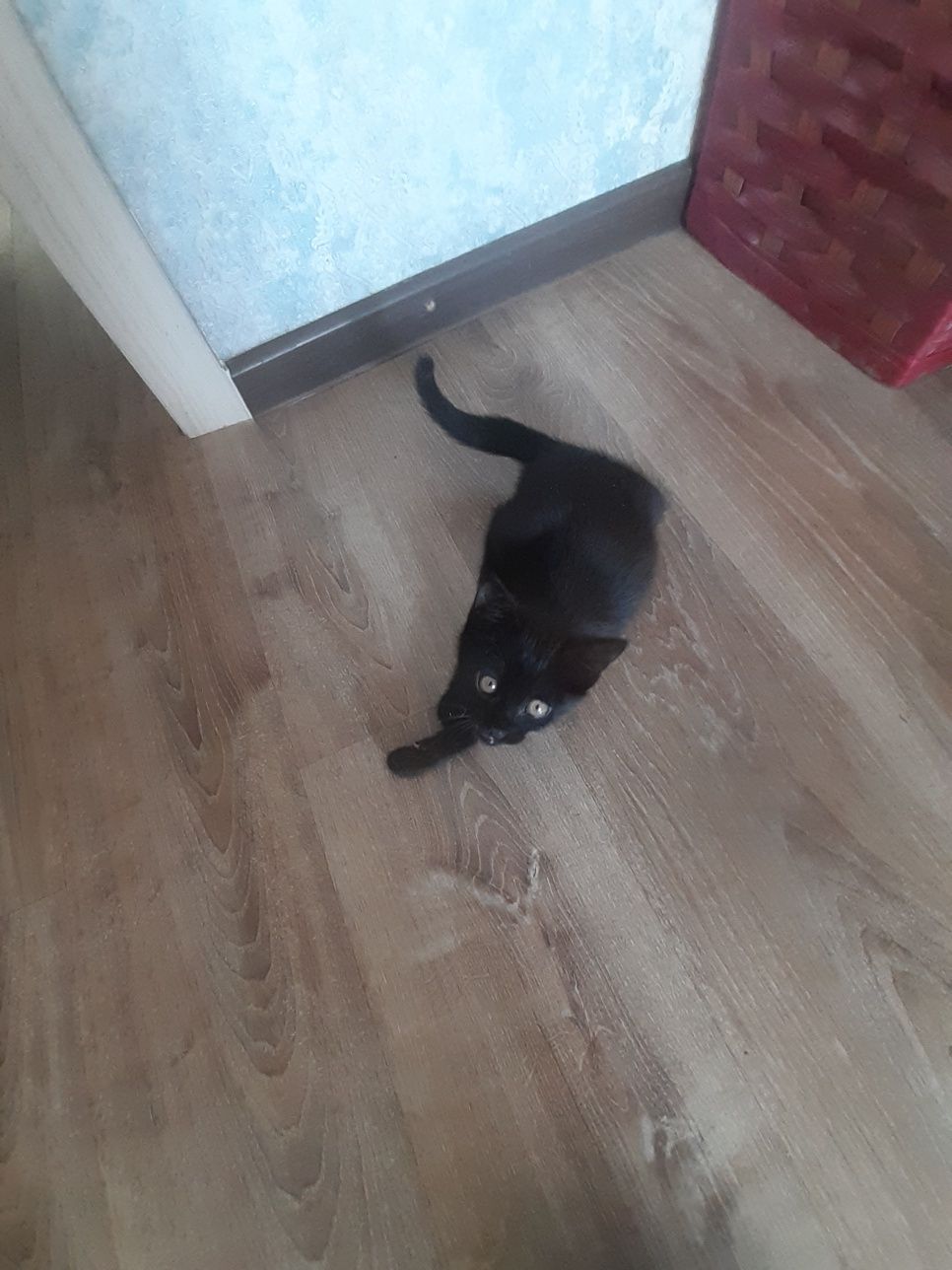 Возьмите Кота чудесного,он ждет доброго хозяина