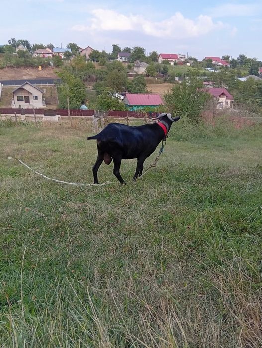 Schimb tap de rasa murciana