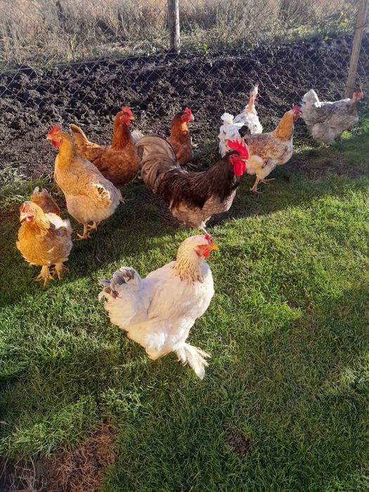 Vînd gaini de casa de anul trecut